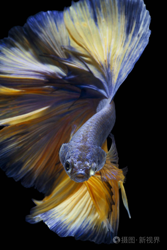 捕捉暹罗鱼在黑色背景下分离的移动时刻