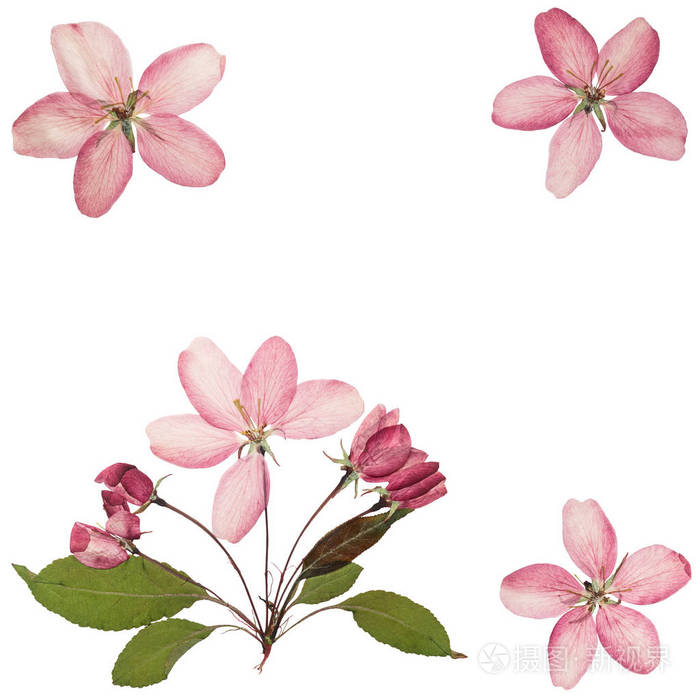 压榨干燥的粉红色 细腻的透明花苹果树分离在白色背景上 用于剪贴簿 压花或标本室 平躺着 照片 正版商用图片18ckgk 摄图新视界