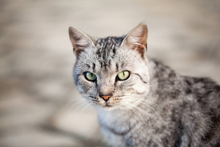 美丽的灰色猫肖像