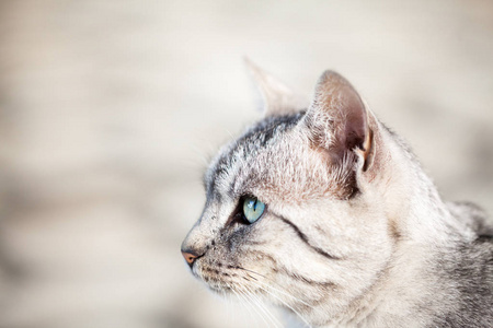 美丽的灰色猫肖像