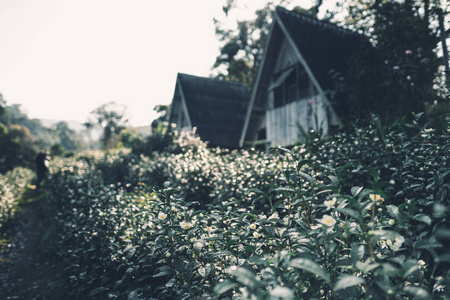 茶种植园茶花在早晨黑暗的色调