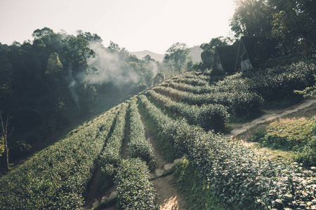 茶种植园茶花在早晨黑暗的色调
