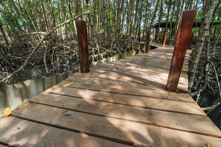 泰国通东红树林中的木桥