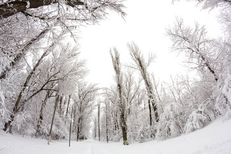 公园里的雪景