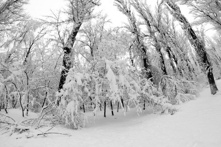 公园里的雪景