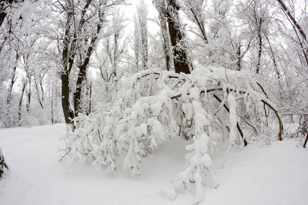 公园里的雪景