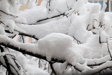 公园里的雪景