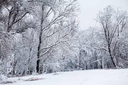 公园里的雪景