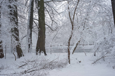 公园里的雪景