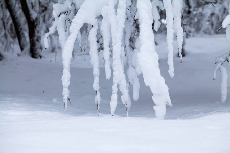 公园里的雪景