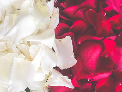 美丽的玫瑰特写花瓣背景情人节背景