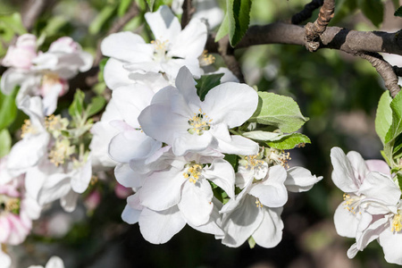 春天开在苹果树枝上