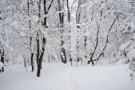 公园里的雪景