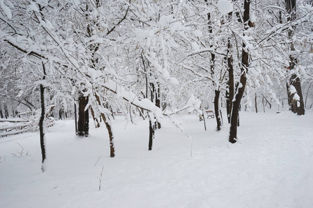 公园里的雪景