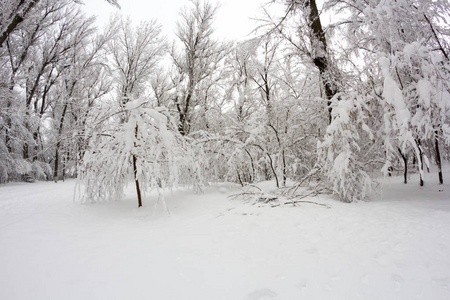 公园里的雪景。 Fisye透镜效应
