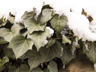 白雪下的绿叶紧贴着。 飘落的雪绿墙。