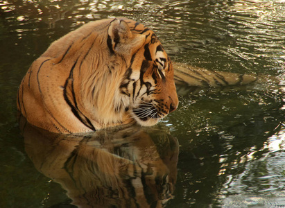 老虎在水中放松图片