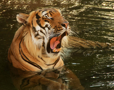 打哈欠的老虎在水里