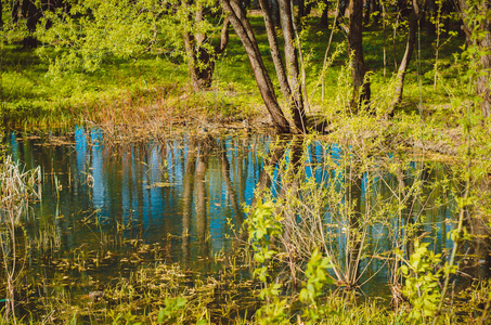 森林中的小池塘和蓝色水面上的树的倒影。 和平的自然景观