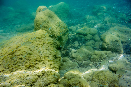 希腊Zakynthos电离层海洋水下纹理和动物群