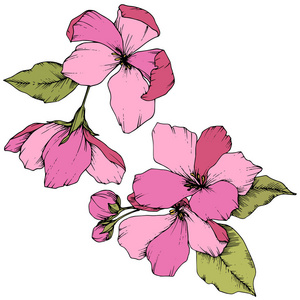 苹果的向量花花植物花。粉红色和绿色雕刻水墨艺术。被隔绝的花例证元素