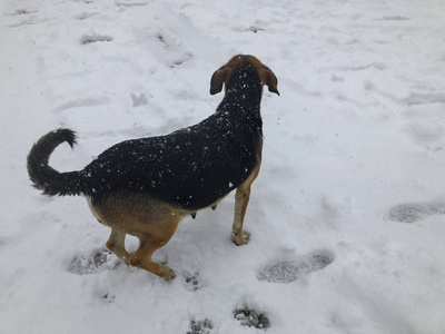 院子里的狗在雪中跑到外面。快照附近