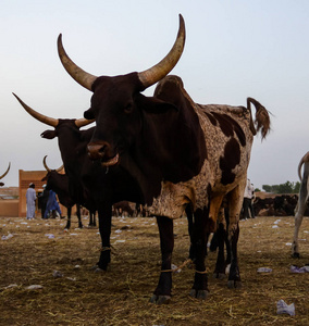 ankole Watusi大牛Zinder牛市尼日尔人画像