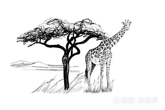 长颈鹿靠近非洲的一棵树. 手绘插图. 收集手绘插图(原件无追踪)