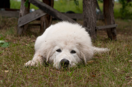 一只白色的小狗，在大自然的微风中，它是一只黑色的母马诺。