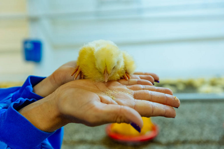  hands and eating at poultry farm background. Beautiful and ador