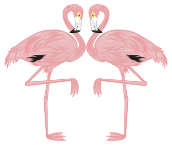 两只白色背景的粉红色火烈鸟