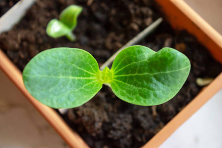 小青西葫芦发芽,幼苗在一个盆栽中生长,在春天特写.照片