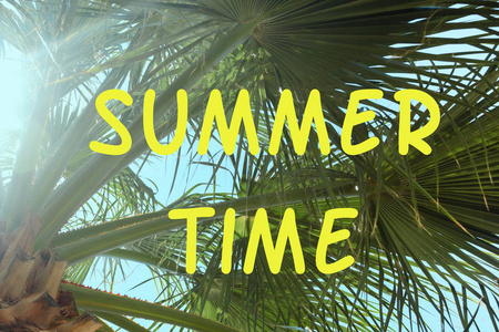 明亮的背景，上面刻着夏日的时光，在棕榈树的嫩枝上