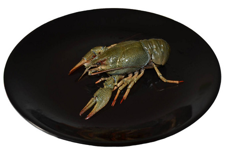 新鲜小龙虾板在白色背景上光滑的黑色盘子上孤立的大活灰色小龙虾.