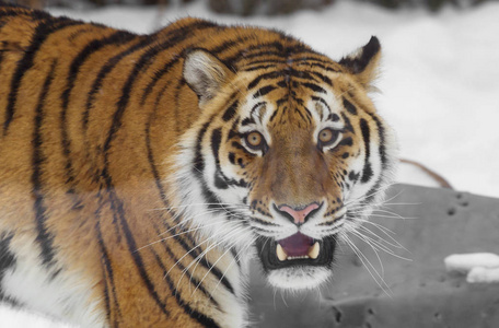 美洲豹图片-美洲豹素材-美洲豹插画-摄图新视界