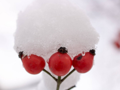 红色玫瑰臀部覆盖着雪。 三个浆果在框架的中心关闭。