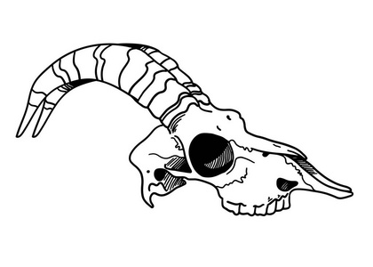 着大角羊的矢量手绘标志头骨一只长着大角羊的矢量手绘插画头骨组标签