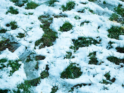 绿草覆盖着白雪。