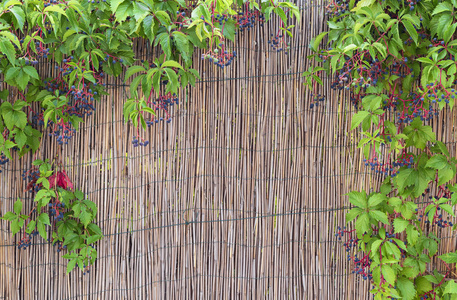 五颜六色的野生葡萄和稻草围栏背景。