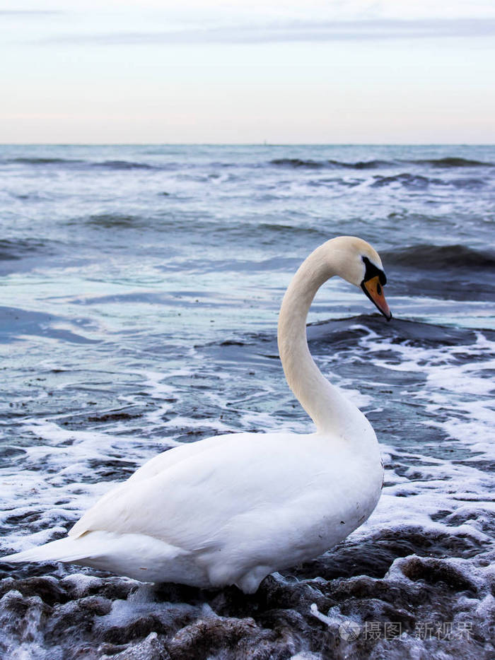 白色优雅的天鹅站在蓝色的海水中.