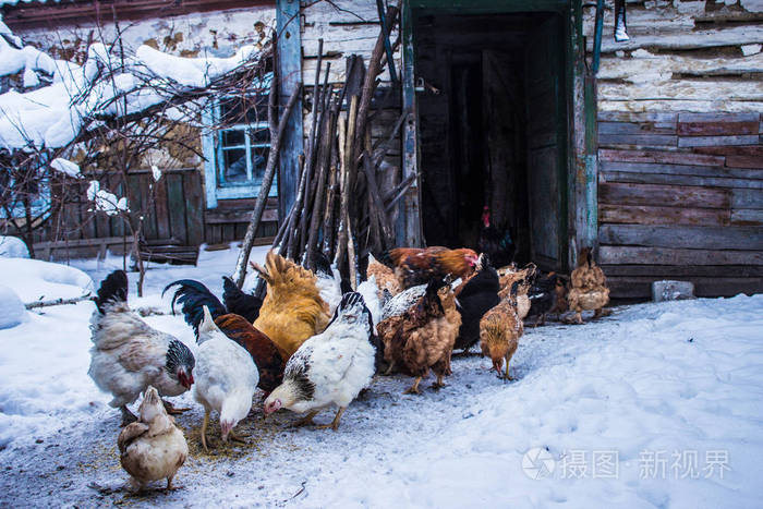 老房子附近的鸡