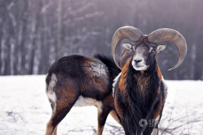 雄性马科蒙ovismusimon在冬季森林角动物的自然栖息地