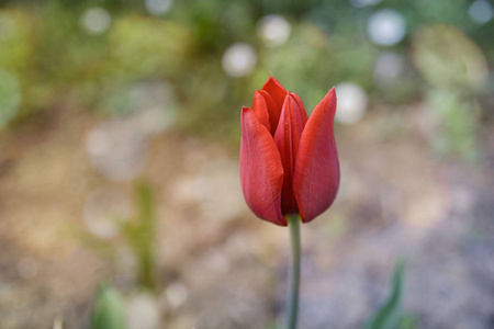 花园里一朵红郁金香，背景模糊