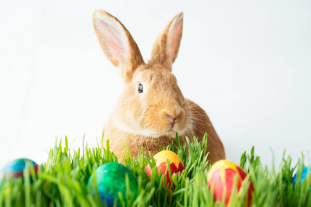 绿色草地上的复活节兔子，白色背景上画着鸡蛋