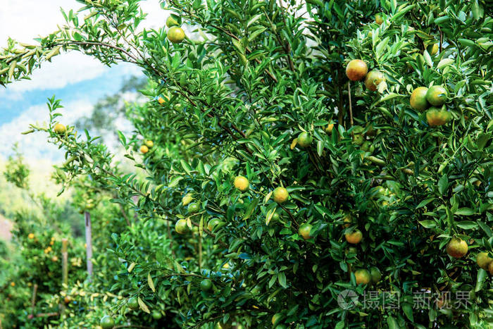 农场里有阳光的橘子树.