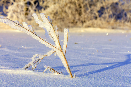 霜冻中灌木丛的枝条，仿佛被柔和的阳光照射在白雪覆盖的田野上。