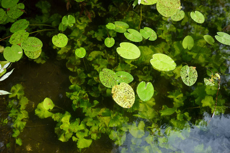 清澈的湖水覆盖着明亮的绿色睡莲叶和水下植物。
