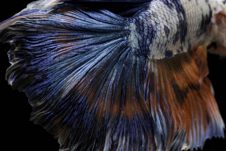 鱼尾表面的颜色和图案。