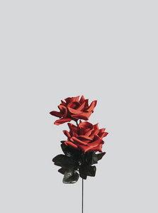 情人节的美丽红玫瑰