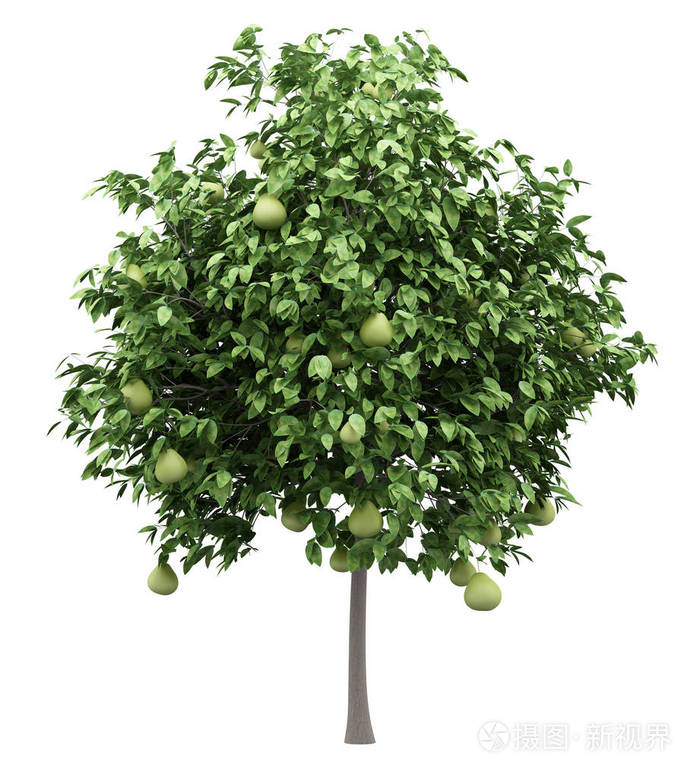 柚树果实分离在白色背景上三维插图